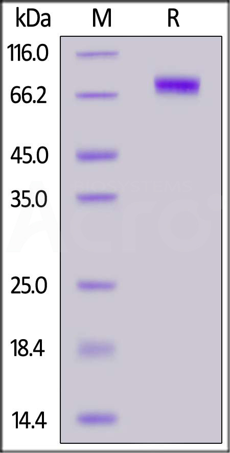 Influenza A [A/Hong Kong/483/97 (H5N1)] HA, His Tag (Cat. No. HA1-V5229) SDS-PAGE gel