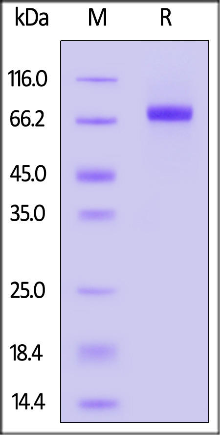 Biotinylated Influenza A [A/Guinea fowl/Hong Kong/WF10/99(H9N2)] HA, Avitag,His Tag (Cat. No. HA2-V82E3) SDS-PAGE gel