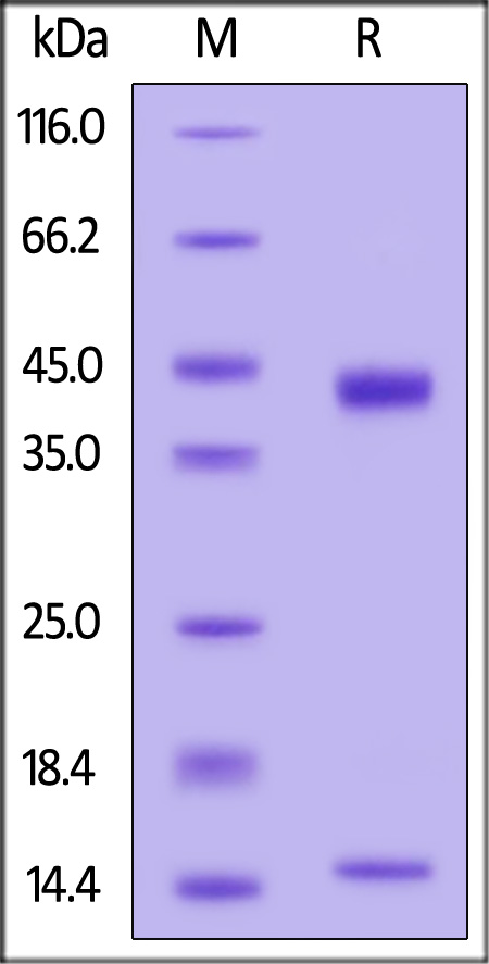 HLA-G & B2M & Peptide (RIIPRHLQL) SDS-PAGE