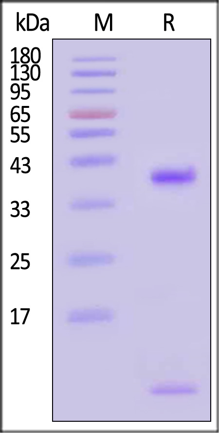 HLA-A*2402 & B2M & p53 (TYSPALNKMF) SDS-PAGE