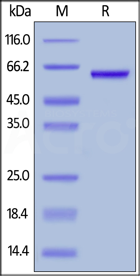 Human HMGB1 Protein, Mouse IgG2a Fc Tag (Cat. No. HM1-H5255) SDS-PAGE gel