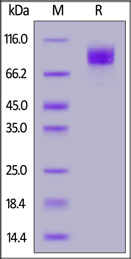 Biotinylated Mouse ICAM-1, His,Avitag (Cat. No. IC1-M82E8) SDS-PAGE gel