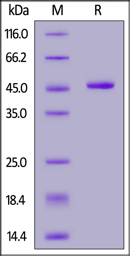 Human IFN-alpha 1, Fc Tag (Cat. No. IFA-H5258) SDS-PAGE gel