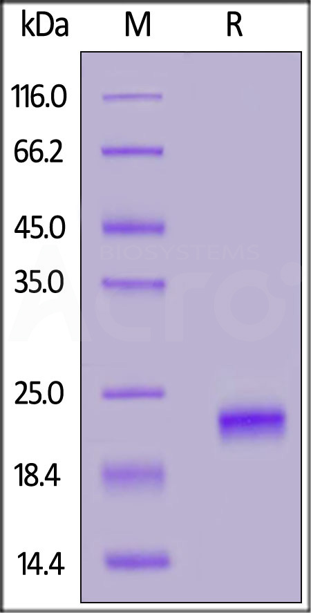 Human IFN-alpha 1, His Tag (Cat. No. IFA-H52H9) SDS-PAGE gel