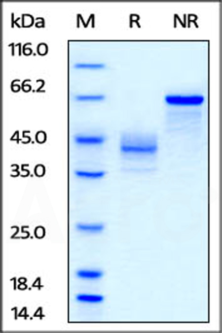 Biotinylated Human IGF-II, Avitag,Fc Tag (Cat. No. IG2-H82F9) SDS-PAGE gel