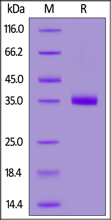 Biotinylated Human IGFBP-7, His,Avitag (Cat. No. IG7-H82Q9) SDS-PAGE gel