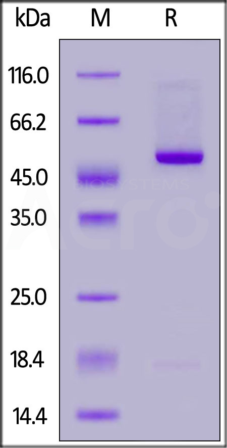 Biotinylated Human IL-21, Fc,Avitag (Cat. No. IL1-H82F7) SDS-PAGE gel