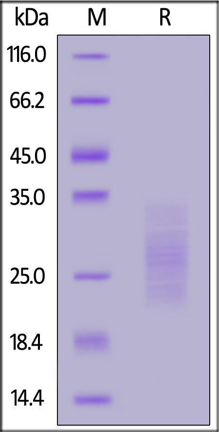 Biotinylated Mouse IL-31, His,Avitag (Cat. No. IL1-M82Q9) SDS-PAGE gel