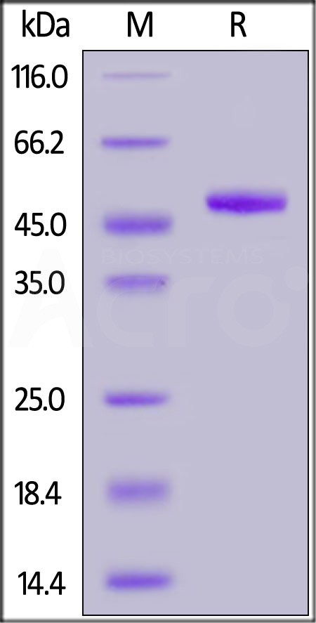Human ILDR2, Fc Tag (Cat. No. IL2-H5259) SDS-PAGE gel