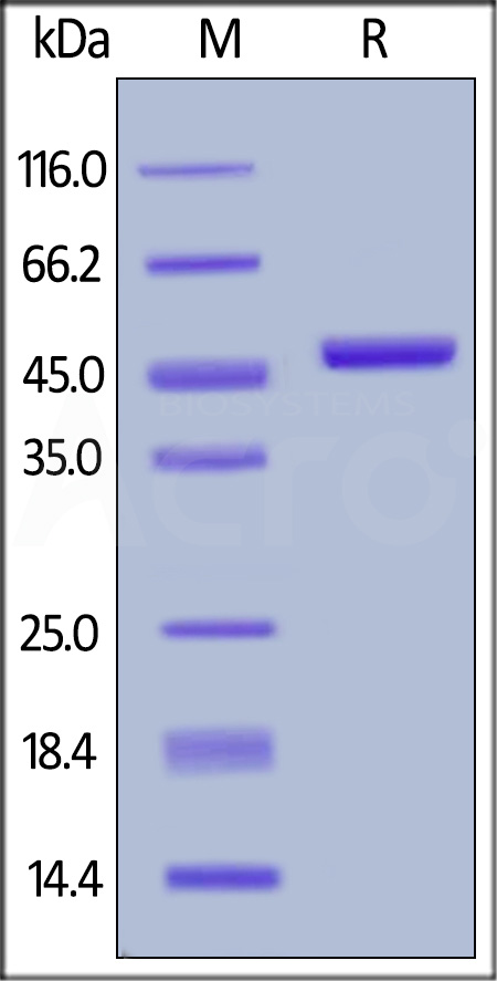 Biotinylated Human IL-2, Fc,Avitag (Cat. No. IL2-H82F3) SDS-PAGE gel