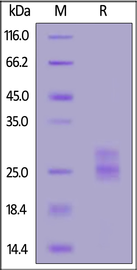 Biotinylated Mouse IL-33, His,Avitag (Cat. No. IL3-M82Q7) SDS-PAGE gel