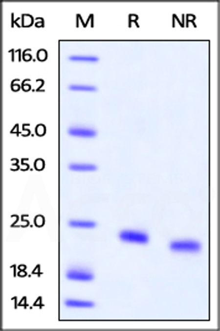 Biotinylated Human IL-4, Avitag,His Tag (Cat. No. IL4-H82E0) SDS-PAGE gel