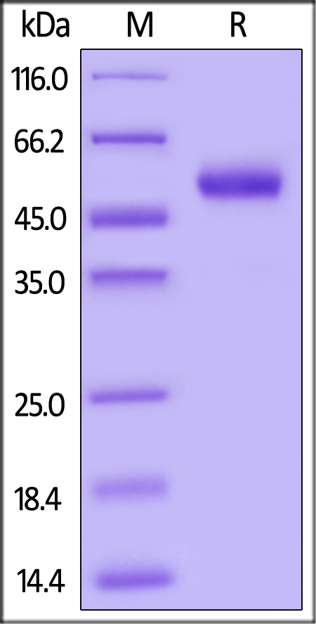 Biotinylated Human IL-15, Fc,Avitag (Cat. No. IL5-H82F3) SDS-PAGE gel