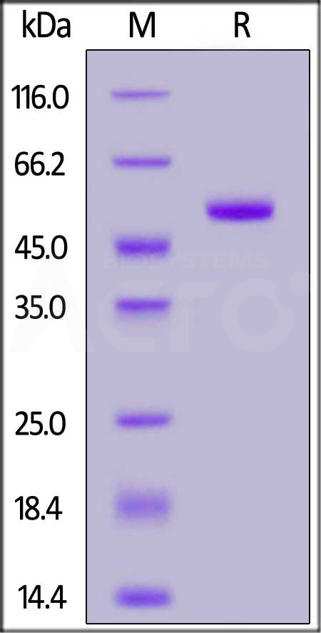 Human IL-1 beta, Fc Tag (Cat. No. ILA-H525c) SDS-PAGE gel