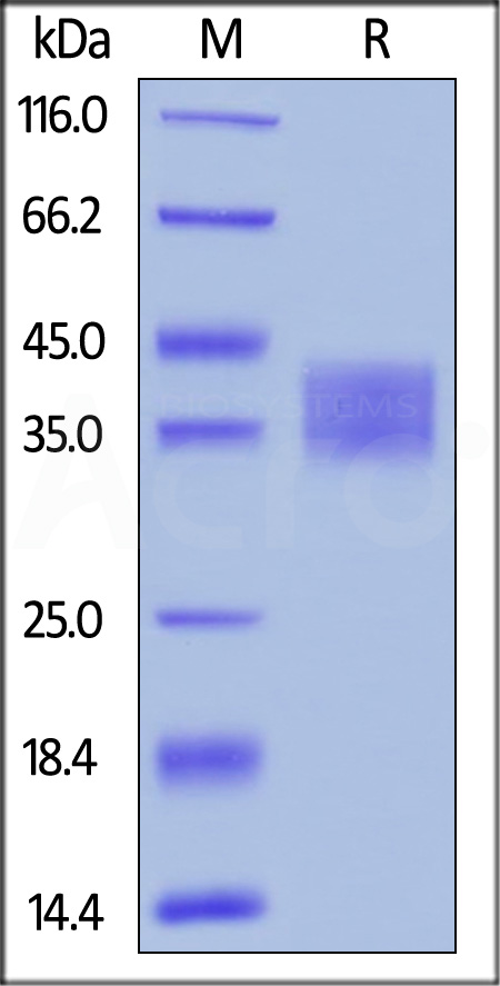 Human IL-2 R alpha, His Tag (Cat. No. ILA-H52H9) SDS-PAGE gel