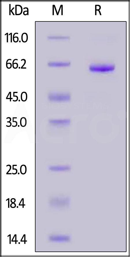 Human IL-2 R beta, Fc Tag (Cat. No. ILB-H5253) SDS-PAGE gel