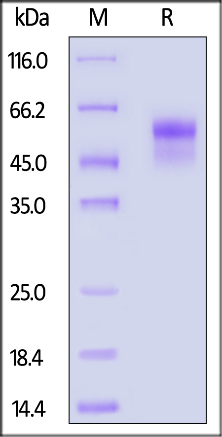 Biotinylated Human IL-18 R beta, His,Avitag (Cat. No. ILB-H82E8) SDS-PAGE gel