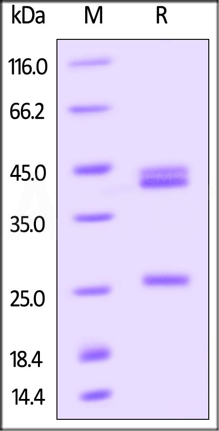 Biotinylated Human IL-23A&IL-12B Heterodimer Protein, His,Avitag&Tag Free (Cat. No. ILB-H82W6) SDS-PAGE gel