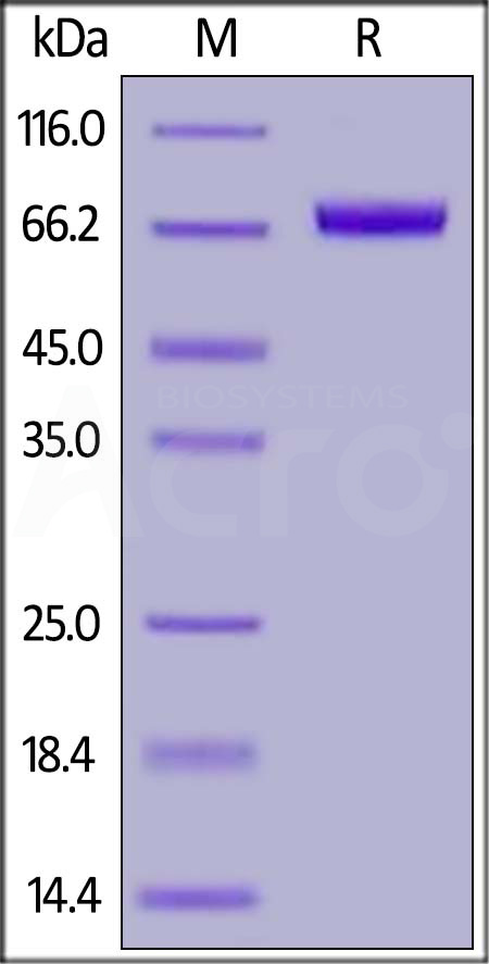 Human IL-17 RE (155-454), Fc Tag (Cat. No. ILE-H5256) SDS-PAGE gel