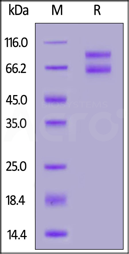 Biotinylated Human IL-2RB&IL-2RG Heterodimer Protein, Fc,Avitag&Fc,Avitag (Cat. No. ILG-H82F3) SDS-PAGE gel