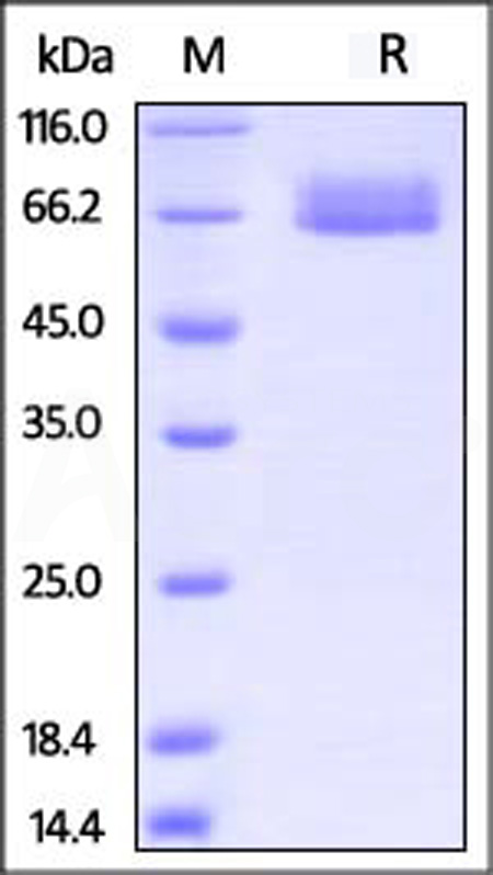Cynomolgus / Rhesus macaque IL-4 R alpha, Fc Tag (Cat. No. ILR-C5258) SDS-PAGE gel