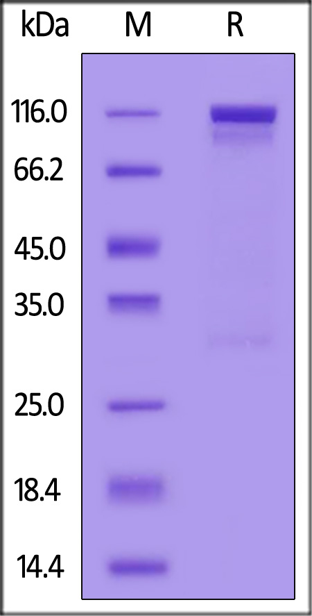 Mouse gp130, Fc Tag (Cat. No. ILT-M5252) SDS-PAGE gel