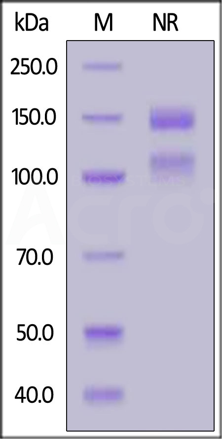 Biotinylated Human ITGA5&ITGB1 Heterodimer Protein, His,Avitag&Tag Free (Cat. No. IT1-H82Wa) SDS-PAGE gel