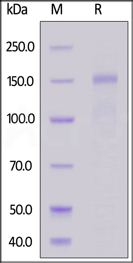 Mouse ITGA10&ITGB1 Heterodimer Protein, His Tag&Tag Free (Cat. No. IT1-M52W4) SDS-PAGE gel
