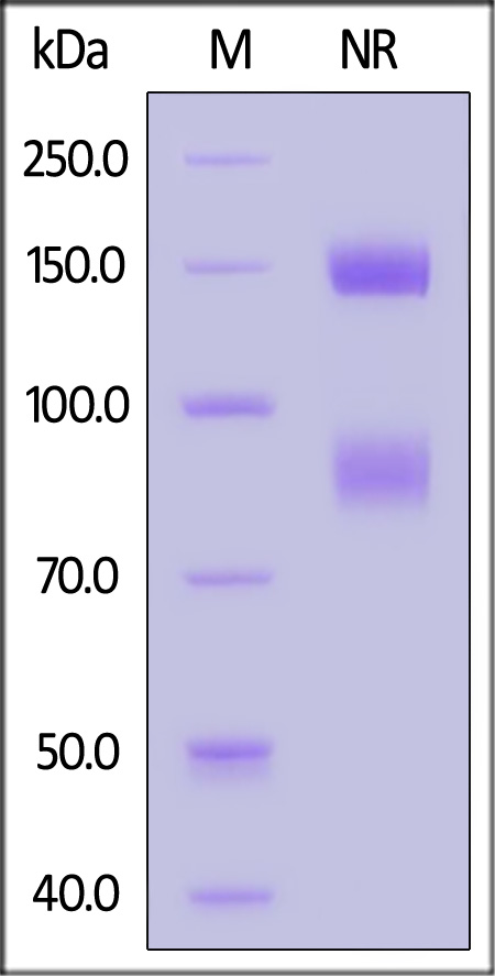 Biotinylated Human ITGAV&ITGB6 Heterodimer Protein, His,Avitag&Tag Free (Cat. No. IT6-H82E4) SDS-PAGE gel