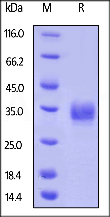 Biotinylated Human LAIR-1, His,Avitag (Cat. No. LA1-H82E3) SDS-PAGE gel