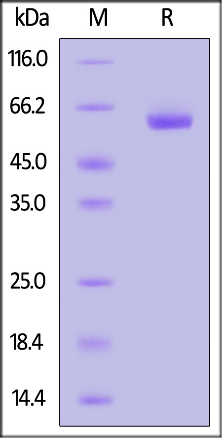 Biotinylated Human LAG-3, His,Avitag (Cat. No. LA3-H82E9) SDS-PAGE gel