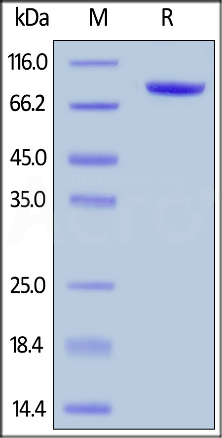 Biotinylated Human LAG-3, Fc,Avitag (Cat. No. LA3-H82Fb) SDS-PAGE gel