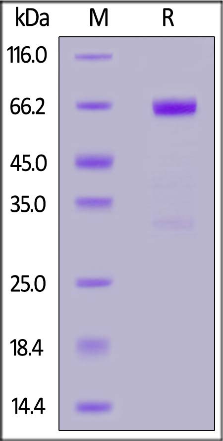 Biotinylated Human LAP (TGF-beta 1) (C33S), Fc,Avitag (Cat. No. LAP-H82F8) SDS-PAGE gel