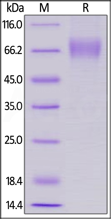 Biotinylated Human LILRA1, His,Avitag (Cat. No. LI1-H82E8) SDS-PAGE gel