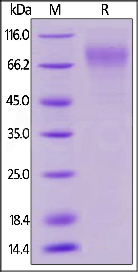 Biotinylated Human LILRA2, His,Avitag (Cat. No. LI2-H82E9) SDS-PAGE gel