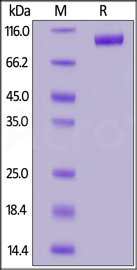 Biotinylated Human LILRB2, Fc,Avitag (Cat. No. LI2-H82F5) SDS-PAGE gel