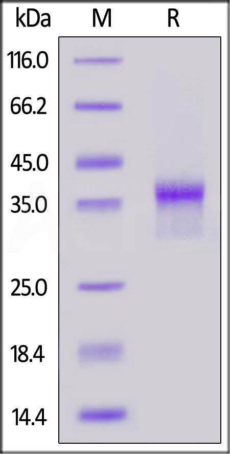 Biotinylated Human LILRB4, His,Avitag (Cat. No. LI4-H82E4) SDS-PAGE gel