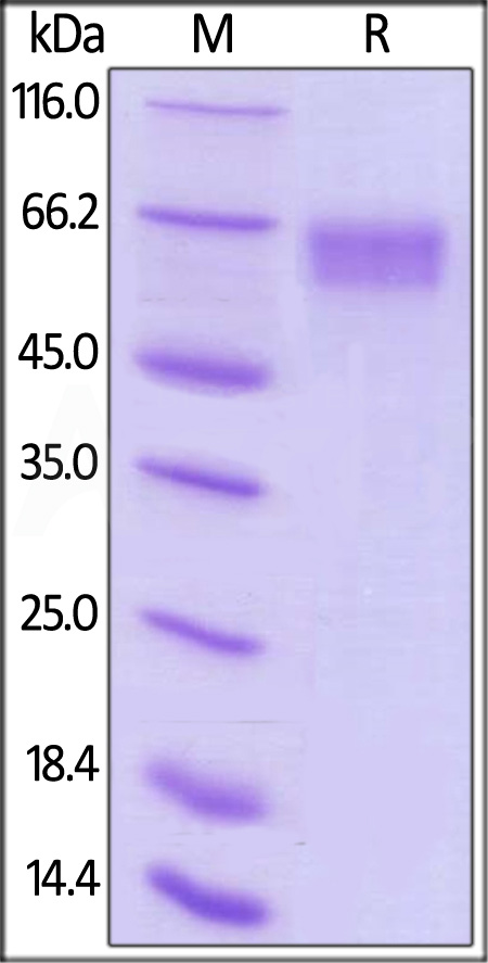 Biotinylated Human LILRA6, His,Avitag (Cat. No. LI6-H82E2) SDS-PAGE gel