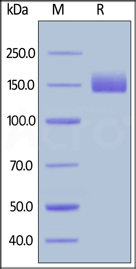 Human LIF R, Fc Tag (Cat. No. LIR-H4252) SDS-PAGE gel