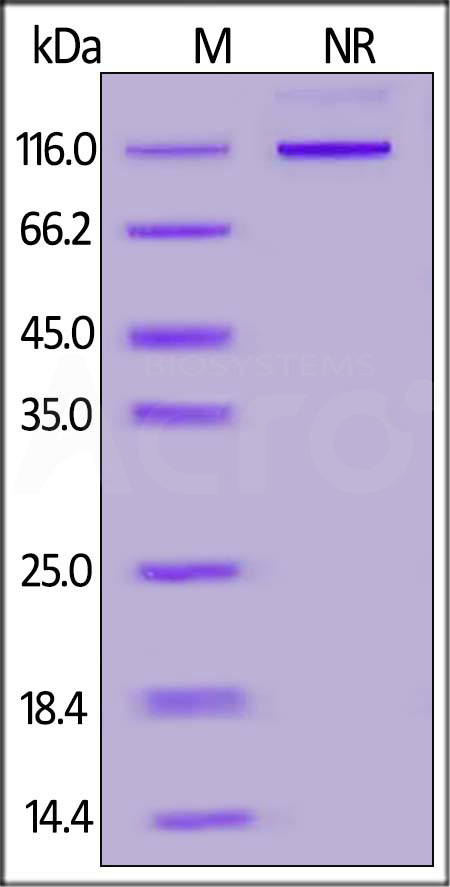 Human LIGHT Protein, Fc Tag (Cat. No. LIT-H5269) SDS-PAGE gel