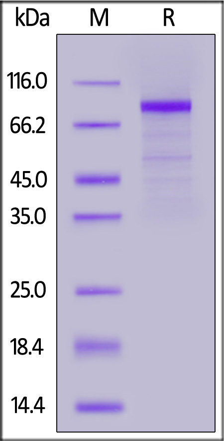 Biotinylated Human LRP-6, His,Avitag (Cat. No. LR6-H82E7) SDS-PAGE gel