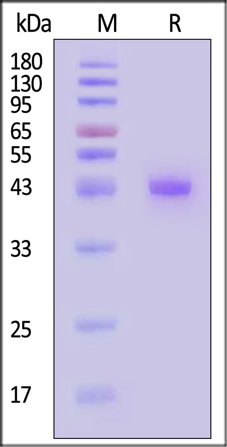 LYPD1 SDS-PAGE