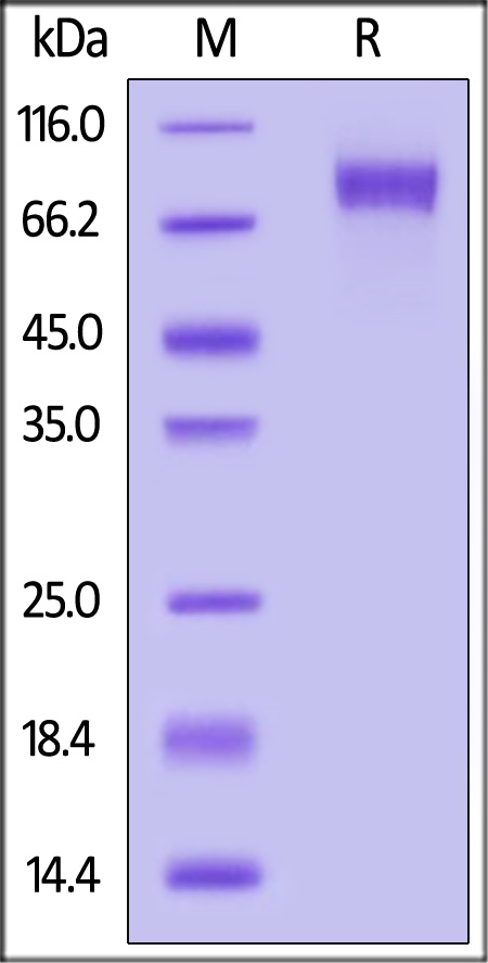 Biotinylated Human MAG, His,Avitag (Cat. No. MAG-H82E9) SDS-PAGE gel
