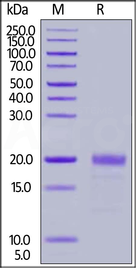 Biotinylated Human MIF, His,Avitag (Cat. No. MIF-H82E7) SDS-PAGE gel