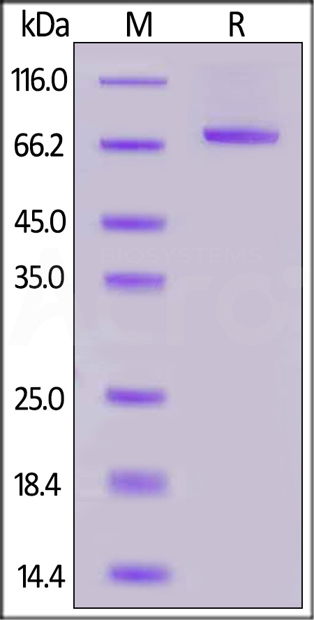 Mouse Serum Albumin, His Tag (Cat. No. MSA-M52H8) SDS-PAGE gel