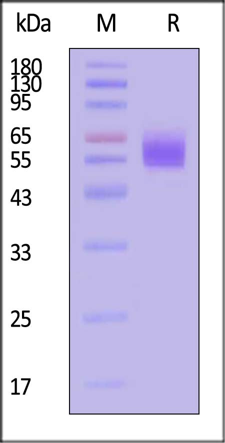 FITC-Labeled Human Mesothelin (296-580), His Tag (Cat. No. MSN-HF2H3) SDS-PAGE gel