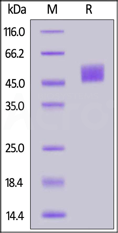 Biotinylated Mouse Mesothelin, His,Avitag (Cat. No. MSN-M82E7) SDS-PAGE gel