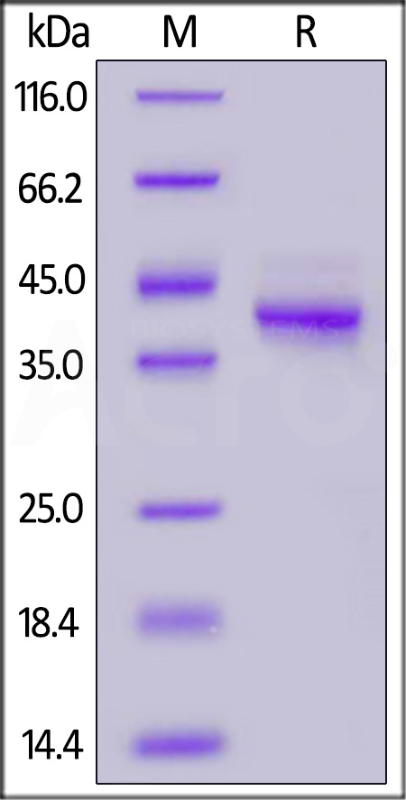 Cynomolgus Mucin-1, Fc Tag (Cat. No. MU1-C5252) SDS-PAGE gel