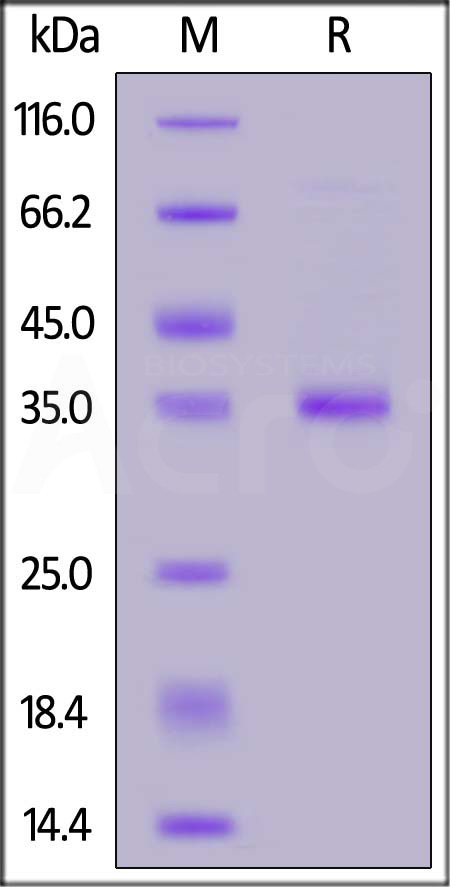Human Mucin-1 (116-173), Fc Tag (Cat. No. MU1-H5153) SDS-PAGE gel