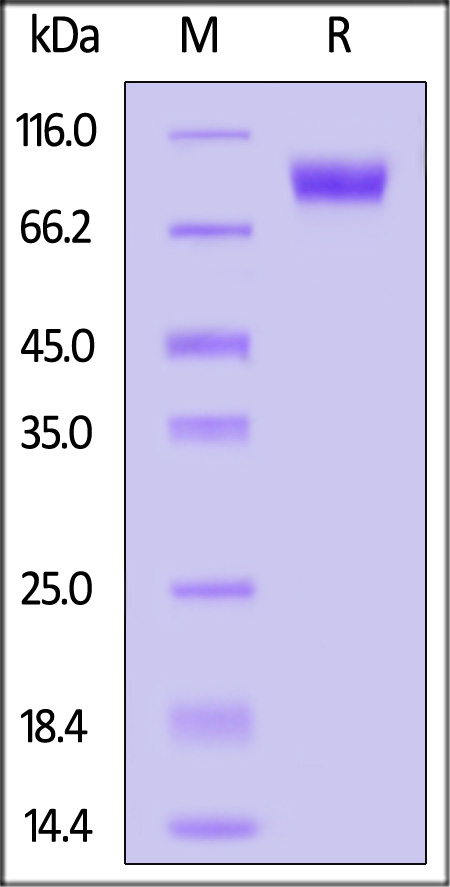 Mouse NKG2A&CD94, Fc Tag (Cat. No. NC4-M5254) SDS-PAGE gel